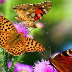 代理价格优惠的手机号轰炸免费软件